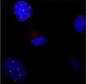 Anti-TRF1 antibody [4E4] used in Immunocytochemistry/ Immunofluorescence (ICC/IF). GTX70304
