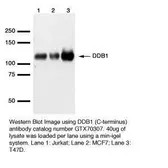 Anti-DDB1 antibody used in Western Blot (WB). GTX70307