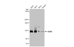 Anti-DDB1 antibody used in Western Blot (WB). GTX70307