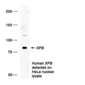 Anti-XPB antibody used in Western Blot (WB). GTX70311