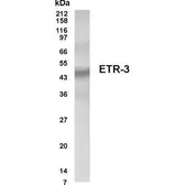 Anti-CUGBP2 antibody used in Western Blot (WB). GTX70345