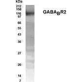 Anti-GABA B Receptor 2 antibody used in Western Blot (WB). GTX70358