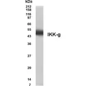 Anti-IKK gamma antibody used in Western Blot (WB). GTX70362