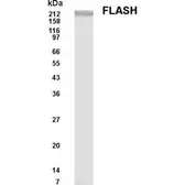 Anti-FLASH antibody used in Western Blot (WB). GTX70368