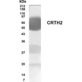 Anti-GPR44 antibody used in Western Blot (WB). GTX70387