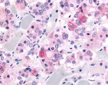 Anti-Kallikrein 9 antibody used in Immunohistochemistry (IHC). GTX70427