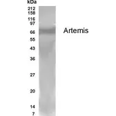 Anti-Artemis antibody used in Western Blot (WB). GTX70432