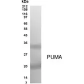 Anti-PUMA antibody used in Western Blot (WB). GTX70455