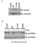 Anti-Ku80 antibody used in Western Blot (WB). GTX70485