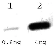 Anti-Tet Repressor antibody used in Western Blot (WB). GTX70489