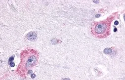 Anti-Opsin 3 antibody used in IHC (Paraffin sections) (IHC-P). GTX70609