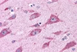 Anti-CELSR2 antibody used in IHC (Paraffin sections) (IHC-P). GTX70791