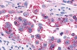 Anti-AVPR2 antibody used in IHC (Paraffin sections) (IHC-P). GTX70835