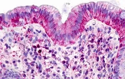 Anti-GPCR150 antibody used in IHC (Paraffin sections) (IHC-P). GTX71087