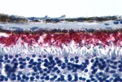 Anti-Rhodopsin antibody used in IHC (Paraffin sections) (IHC-P). GTX71103