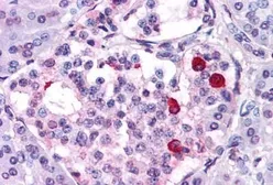 Anti-GIPR antibody used in IHC (Paraffin sections) (IHC-P). GTX71149