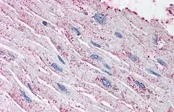 Anti-Endothelin A receptor antibody used in IHC (Paraffin sections) (IHC-P). GTX71455