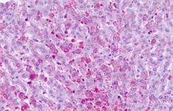 Anti-Frizzled 6 antibody used in IHC (Paraffin sections) (IHC-P). GTX71521
