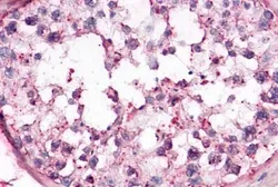 Anti-OR10R2 antibody used in IHC (Paraffin sections) (IHC-P). GTX71527