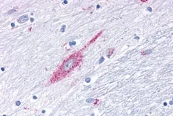 Anti-TGR7 / MRGD antibody used in IHC (Paraffin sections) (IHC-P). GTX71835