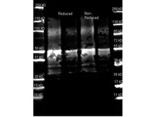 Anti-Protein A antibody used in Western Blot (WB). GTX72895