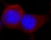 Anti-DDDDK tag antibody used in Immunocytochemistry/ Immunofluorescence (ICC/IF). GTX73143