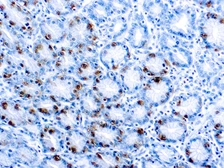 Anti-Gastrin antibody used in IHC (Paraffin sections) (IHC-P). GTX73599