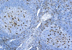 Anti-CD68 antibody [KP1] used in IHC (Paraffin sections) (IHC-P). GTX73643