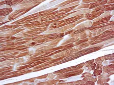 Anti-alpha Sarcomeric Actin antibody [5C5] used in IHC (Paraffin sections) (IHC-P). GTX73725