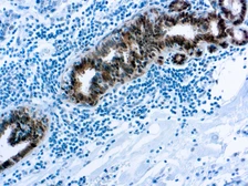 Anti-Hsp70 antibody [W27] used in IHC (Paraffin sections) (IHC-P). GTX73850