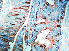 Anti-COX2 antibody used in IHC (Paraffin sections) (IHC-P). GTX73852