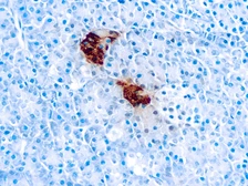 Anti-Pancreatic Polypeptide antibody used in IHC (Paraffin sections) (IHC-P). GTX73873