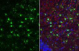Anti-IL1 beta antibody used in IHC (Paraffin sections) (IHC-P). GTX74034