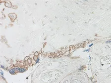 Anti-IL15 antibody used in IHC (Paraffin sections) (IHC-P). GTX74169