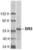 Anti-DR3 antibody used in Western Blot (WB). GTX74225
