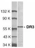 Anti-DR3 antibody used in Western Blot (WB). GTX74227