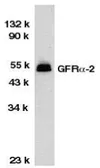 Anti-GDNF Receptor alpha 2 antibody used in Western Blot (WB). GTX74268
