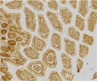 Anti-DC-SIGN antibody used in IHC (Frozen sections) (IHC-Fr). GTX74430