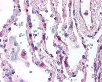 Anti-C5a R1 antibody [S5/1] used in IHC (Paraffin sections) (IHC-P). GTX74845