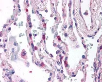 Anti-C5a R1 antibody [S5/1] used in IHC (Paraffin sections) (IHC-P). GTX74845