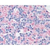 Anti-SNAP25 antibody [SP12] used in IHC (Paraffin sections) (IHC-P). GTX74873