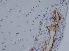 Anti-CD31 antibody [TLD-3A12] used in IHC (Frozen sections) (IHC-Fr). GTX74899