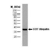 Anti-GST tag antibody [vpg66] used in Western Blot (WB). GTX74913