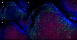 Anti-CD19 antibody [6D5] used in IHC (Frozen sections) (IHC-Fr). GTX75017