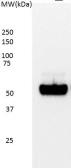 Anti-p53 antibody [DO-7] used in Western Blot (WB). GTX75255