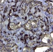 Anti-CD44v6 antibody [VFF-7] used in IHC (Paraffin sections) (IHC-P). GTX75291