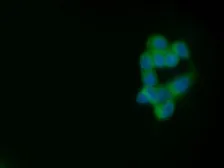 Anti-MUC1 antibody [C595 (NCRC48)] (FITC) used in Immunocytochemistry/ Immunofluorescence (ICC/IF). GTX75307