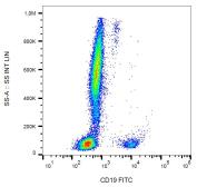 Anti-CD19 antibody [LT19] (FITC) used in Flow cytometry (FACS). GTX75599