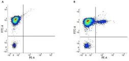 Anti-CD19 antibody [LT19] (PE) used in Flow cytometry (FACS). GTX75601