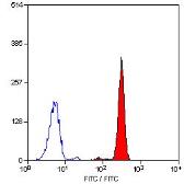 Anti-C5a R1 antibody [P12/1] (FITC) used in Flow cytometry (FACS). GTX75734